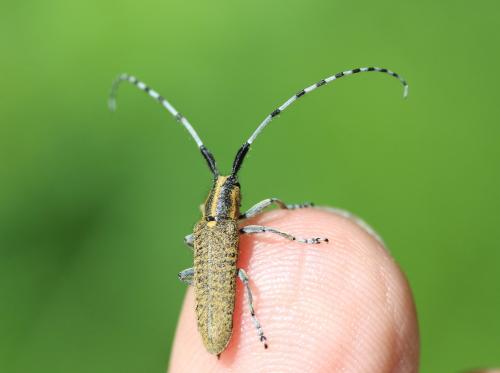Agapanthia villosoviridescens